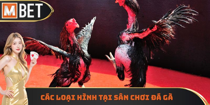 Các loại hình tại sân chơi đá gà