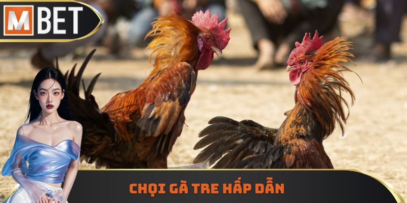 Chọi gà tre rất đặc sắc