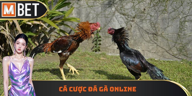 Có cá cược đá gà