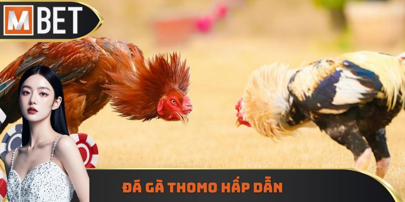 Đá gà Thomo