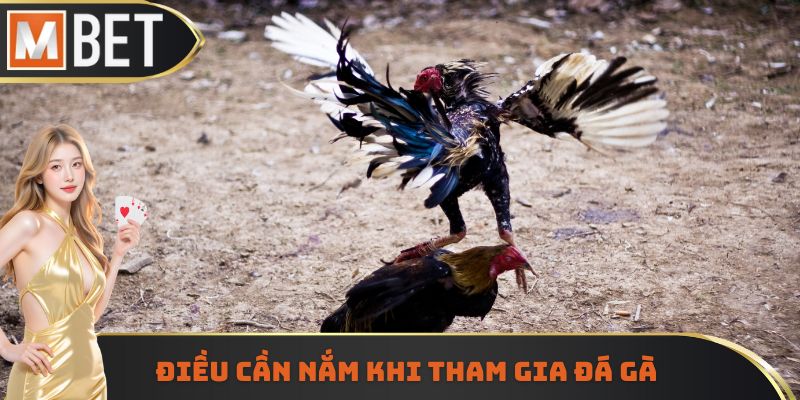 Điều cần nắm khi tham gia đá gà