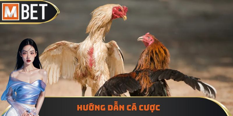 Hướng dẫn cách đặt cược