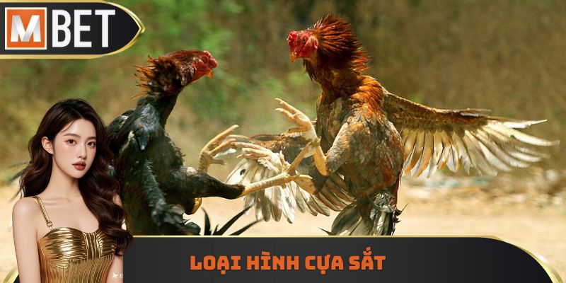 Loại hình cựa sắt kịch tính