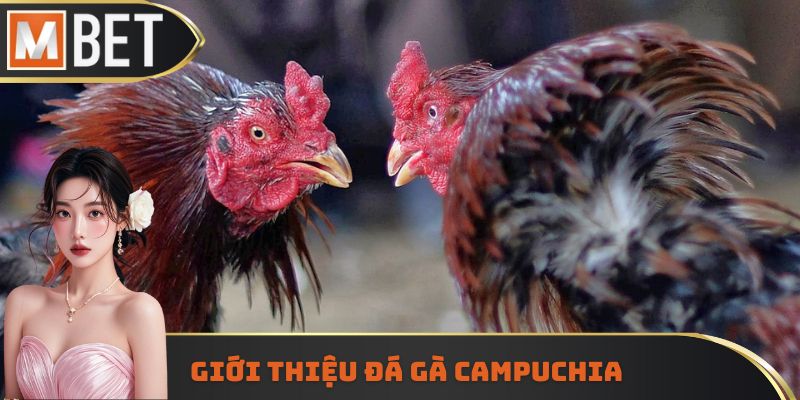 Loại hình đá gà trực tiếp Campuchia