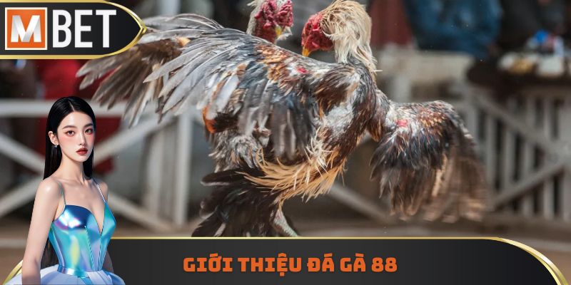 Loại hình giải trí đá gà 88