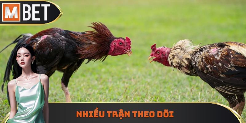 Nhiều trận đá gà để theo dõi